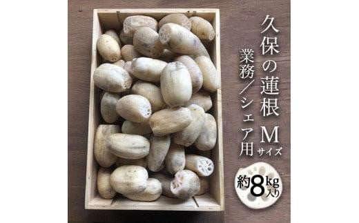 蓮根 業務・シェア用「Mサイズ」約8kg入 れんこん徳島県徳島市25000野菜・きのこ大根・ニンジン・根菜類