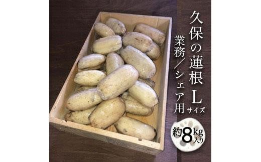 蓮根 業務・シェア用「Lサイズ」約8kg入 れんこん徳島県徳島市25000野菜・きのこ大根・ニンジン・根菜類