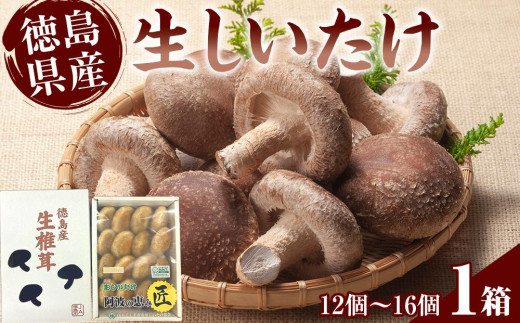 徳島県産 生しいたけ  1箱(12個〜16個)徳島県徳島市15000野菜・きのこきのこ