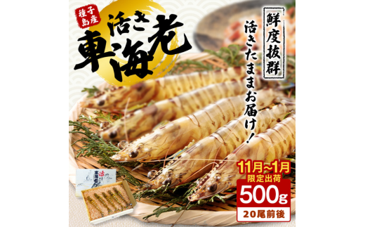 < Gߌ > q Y  Ԃ (  ԊCV ) 500g zw@NFN086y600ptzV\s24000ECYGr