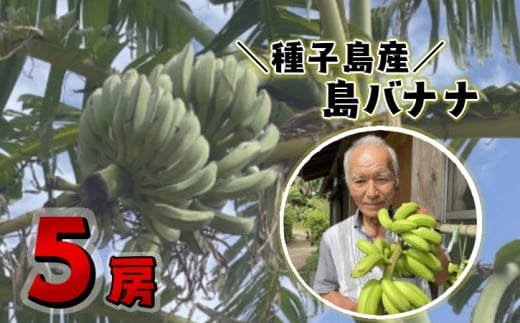種子島 園田 バナナ園 北限の 国産 露地 バナナ 5房 NFN251【600pt】 // 国産バナナ 露地物 小笠原種 希少 珍しい バナナベルト地帯 露地栽培 強い甘み 酸味 北緯30度 オリジナルバナナ箱鹿児島
