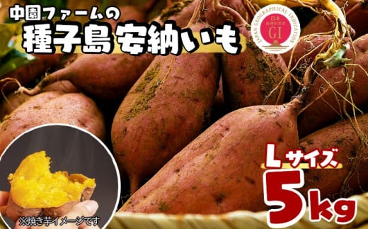 種子島 中園ファーム 安納いも ( 生芋 ) L サイズ 5kg NFN365【300pt】 // 安納芋 安納いも発祥の地 本場・安納地域産 糖度 熟成期間 G.I 保護制度 ブランド 金賞 生いも 芋 いも さつまいも鹿児島