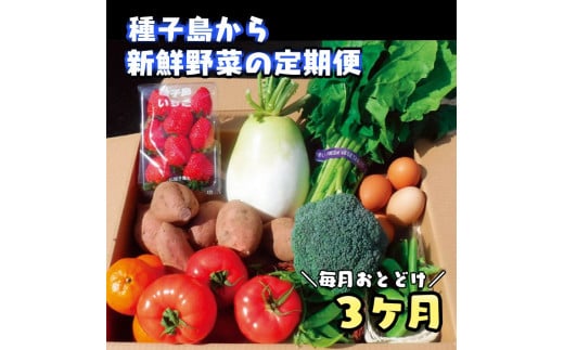 【3か月 定期便 】 種子島 の 新鮮 野菜 と 果物 7〜10品 と 鶏卵 セット NFN475 【975pt】 旬 セット 3か月 たまご 100サイズ 新鮮野菜 卵鹿児島県西之表市39000野菜・きのこその他 野菜