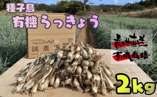 ˂ 傤 _ ( q  L@ JAS  傤) 2kg@NFN489y350ptz // L@͔| I[KjbN SES h{ NH Ð| L`̒Е VՂ玭