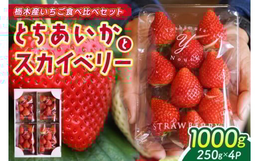 【2026年1月発送開始】【先行予約】合計1,000g 栃木県産 いちご食べ比べセット 甘くて可愛い「とちあいか」× 大粒高級「スカイベリー」 | 栃木県 ふるさと納税 いちご イチゴ 苺 果物 フルー