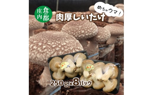 食の都庄内 めちゃウマ!肉厚しいたけ【期間限定】※11月中旬頃より順次発送山形県三川町15000野菜・きのこきのこ