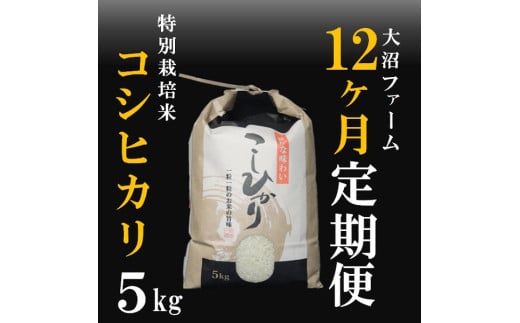10X^[gy12zt@[̓ʍ͔|ăRVqJ5kgR`O쒬136500āEp