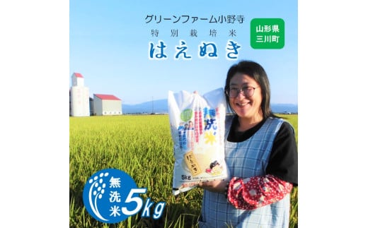 【令和7年産】《無洗米》グリーンファーム小野寺のはえぬき5kg ※10月中旬頃から順次配送予定山形県三川町14000米・パン白米