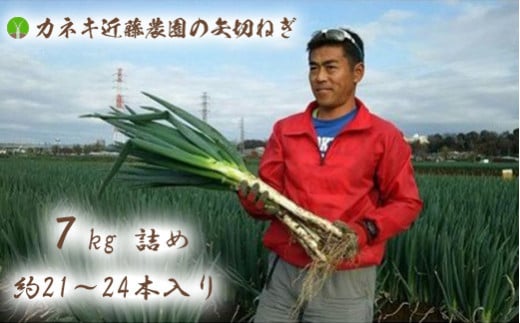 【カネキ近藤農園】矢切ネギ 甘くて極太千葉県松戸市17000野菜・きのこ玉ねぎ・ねぎ