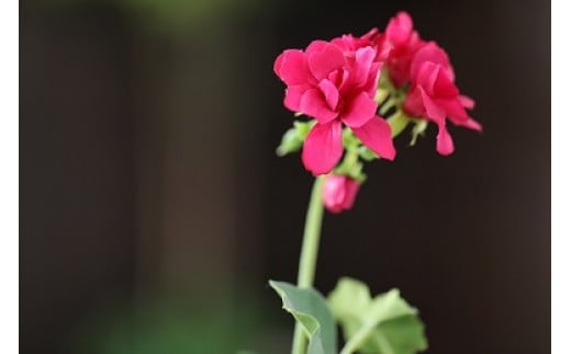 ゼラニュウム (空気をきれいにするアートフラワー)【赤】インテリア 空気清浄  浄化 除菌 消臭 花 フラワー インテリア オブジェ ギフト プレゼント 贈り物  記念日 あとりえヒロ 岩手県