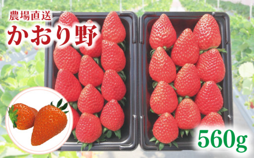 【事前受付】いちご かおり野 約560g ( 約280g × 2P ) いちご 苺 ストロベリー 産地直送 ご当地 果物 くだもの フルーツ デザート 朝どれ 完熟 食品 冷蔵 げんき農場 埼玉県 羽生市埼玉県羽生