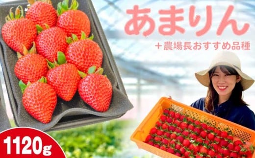 【事前受付】いちご あまりん +農場長おすすめ品種 1120g (280g×4P) 苺 食べ比べ イチゴ ストロベリー 産地直送 ご当地 果物 くだもの フルーツ デザート 食品 冷蔵 げんき農場 埼玉県 羽生市埼