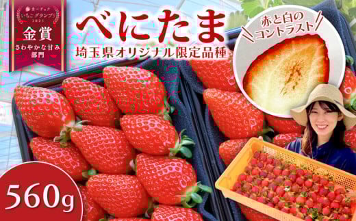 【事前受付】いちご べにたま 560g (280g×2P) 苺 イチゴ ストロベリー 期間限定 新鮮 朝どれ 採れたて 金賞受賞 オリジナル品種 ブランド苺 産地直送 ご当地 果物 くだもの フルーツ デザート