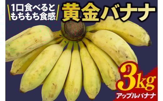 黄金バナナ(アップルバナナ)約3kg(CF001-1)沖縄県豊見城市19000果物・フルーツその他 果物・フルーツ