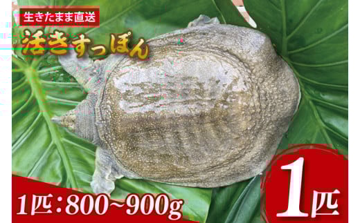 y܂ܒzۂ  1C  800g`900gbۂ Xb| {B R[Q R[QՂ J[ e N PC  LsY ꌧ(CS001)ꌧLs24000ECY