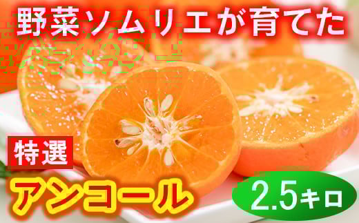 野菜ソムリエ石児さんの「特選 アンコール 2.5kg」 ミカン みかん 蜜柑 柑橘 2.5kg 甘い 柑橘類 アンコール アンコールオレンジ フルーツ 先行予約 <103-021>大分県杵築市20000果物・フルーツみ