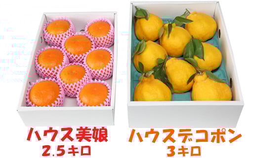 ハウス美娘 約2.5kg &ハウスデコポン 約3kgセット(化粧箱入) / みかん ミカン 蜜柑 柑橘類 デコポン 不知火 美娘 先行予約 フルーツ <132-004>大分県杵築市32000果物・フルーツみかん・柑橘