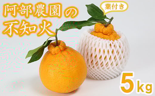 阿部農園の「ハウス葉付き不知火 約5kg」 / ミカン みかん 蜜柑 柑橘類 不知火 数量限定 5kg フルーツ <112-007>大分県杵築市18000果物・フルーツみかん・柑橘類