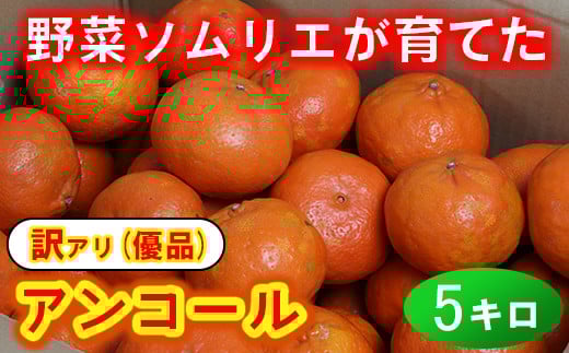 【訳あり・優品】野菜ソムリエ石児さんの「アンコール 5kg」 ミカン みかん 蜜柑 柑橘 5kg 訳あり 甘い 柑橘類 アンコール アンコールオレンジ フルーツ 先行予約 <103-019>大分県杵築市20000