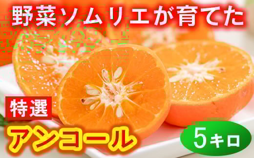 野菜ソムリエ石児さんの「特選 アンコール 5kg(2.5kg×2箱)」 ミカン みかん 蜜柑 柑橘 5kg 甘い 柑橘類 アンコール アンコールオレンジ フルーツ 先行予約 <103-022>大分県杵築市40000果物・
