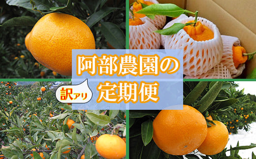 阿部農園の訳あり定期便B 田口早生・石地・青島・不知火(11月・12月・1月・2月) / ミカン みかん 蜜柑 柑橘類 定期便 訳あり 先行予約 温州みかん 11月 12月 1月 2月 <112-802>大分県杵築