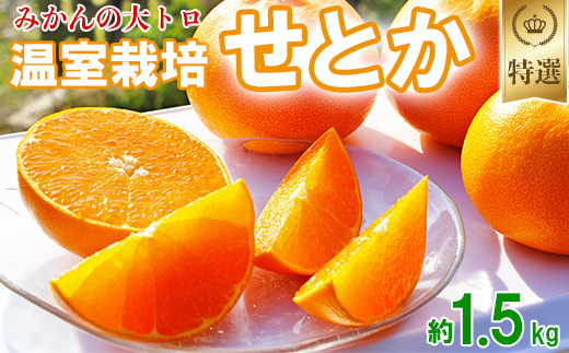 岩尾農園の温室栽培せとか 特選 約1.5kg 先行予約 柑橘類 みかん ミカン <066-003_5>大分県杵築市11000果物・フルーツみかん・柑橘類