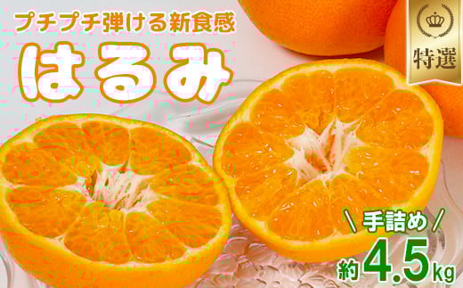 岩尾農園のはるみ 特選 約4.5kg(手詰め) 先行予約 柑橘類 みかん ミカン <066-007_5>大分県杵築市17000果物・フルーツみかん・柑橘類