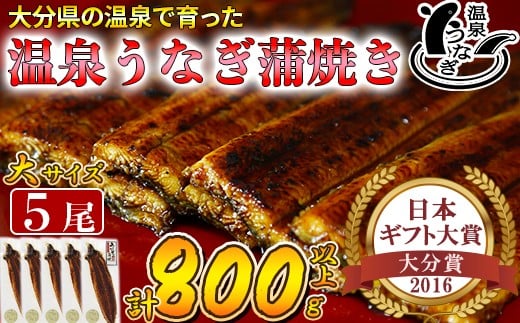 【配送日指定可能】温泉うなぎ蒲焼 5尾(160gサイズ) 国産うなぎ 人気 国産 蒲焼 蒲焼き かば焼き 鰻屋 個包装 冷凍 真空 ギフト <104-013_5>大分県杵築市62000魚介・海産物うなぎ