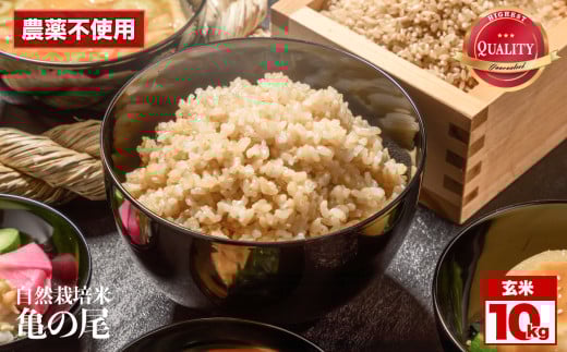 令和7年産 先行予約 自然栽培米 亀の尾 玄米 10kg | 米 自然栽培 農薬不使用 玄米 亀の尾 銘柄米 幻の米 こめ ご飯 ごはん 長野県 飯田市 信州長野県飯田市36000米・パン玄米・雑穀米・もち米・