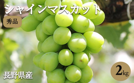 氷温貯蔵 長野県産 シャインマスカット 約2kg 秀品 〈2025年11月上旬〜12月下旬発送〉| 果物 くだもの フルーツ シャインマスカット ぶどう ブドウ 葡萄 長野県 信州 南信州 飯田市長野県飯田