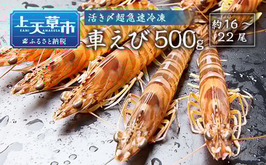 Y}ⓀԂ 500gi16`22j ԊCV Ԃ ԃGr CV  Gr hg hg ^pbN CN Ⓚ F{ Vsy2025N10{菇\zF{Vs20000