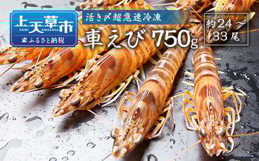 活き〆超急速冷凍車えび 750g(約24〜33尾) 車海老 車えび 車エビ 海老 えび エビ 刺身 刺し身 真空パック 海鮮 冷凍 熊本県 上天草市【2025年10月下旬より順次発送予定】熊本県上天草市30000魚