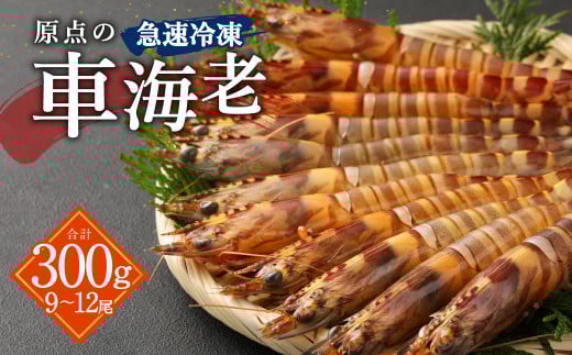 _̎ԊCV }Ⓚ 300g (9`12) 1pbN ьF{Vs12000ECYGr