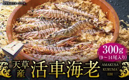 【配送指定日必須】天草産 活車海老 300g【発送期間2025年11月5日から2026年3月31日】9〜14尾入り 車海老 車エビ 活き車エビ 活き車海老 海老 エビ えび 刺身 お刺身 刺し身 生食 魚介 魚介類 活