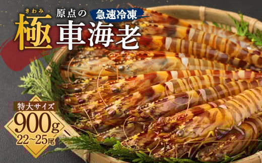 「極」 原点の車海老 「急速冷凍」 900g (22〜25尾) 特大サイズ【2025年11月下旬より順次発送予定】熊本県上天草市35000魚介・海産物エビ