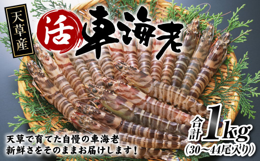 【配送指定日必須】天草産 活車海老 1000g(30〜44尾入り)【発送期間2025年11月5日から2026年3月31日】活き海老 刺身 車エビ えび 活き車海老 車えび熊本県上天草市39000魚介・海産物エビ