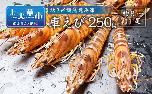 Y}ⓀԂ 250gi8`11j ԊCV Ԃ ԃGr CV  Gr hg hg ^pbN CN Ⓚ F{ Vsy2025N10{菇\zF{Vs10000