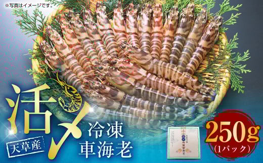 天草産 活〆冷凍 車海老 250g(特大)6〜7尾 車えび 車エビ えび 海老 エビ 冷凍 国産 熊本県 上天草市【2025年11月下旬発送開始】熊本県上天草市12000魚介・海産物エビ