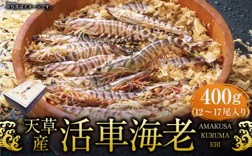 【配送指定日必須】天草産活車海老 400g 12〜17尾 活き車海老 車海老 車エビ 活き海老 活きエビ えび 海老 エビ 新鮮 魚介 【発送期間2025年11月5日から2026年3月31日】熊本県上天草市16000魚介・