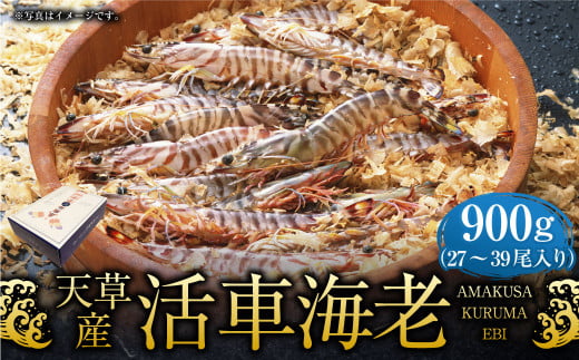 【配送指定日必須】天草産活車海老 900g 27〜39尾 活き車海老 車海老 車エビ 活き海老 活きエビ えび 海老 エビ 新鮮 魚介 【発送期間2025年11月5日から2026年3月31日】熊本県上天草市36000魚介・