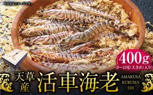 【配送指定日必須】天草産活車海老 400g 大(2L) 9〜11尾 活き車海老 車海老 車エビ 活き海老 活きエビ えび 海老 エビ 新鮮 魚介 【発送期間2025年11月25日から2026年3月31日】熊本県上天草市2000