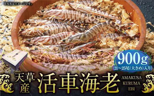 【配送指定日必須】天草産活車海老 900g 大(2L) 21〜25尾 活き車海老 車海老 車エビ 活き海老 活きエビ えび 海老 エビ 新鮮 魚介 【発送期間2025年11月25日から2026年3月31日】熊本県上天草市400