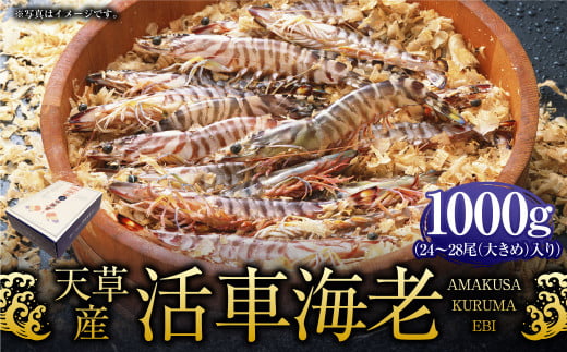 【配送指定日必須】天草産活車海老 1000g 大(2L) 24〜28尾 1kg 活き車海老 車海老 車エビ 活き海老 活きエビ えび 海老 エビ 新鮮 魚介 【発送期間2025年11月25日から2026年3月31日】熊本県上天草