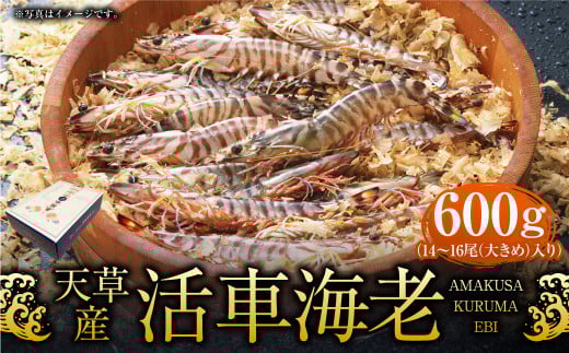 【配送指定日必須】天草産活車海老 600g 大(2L) 14〜16尾 活き車海老 車海老 車エビ 活き海老 活きエビ えび 海老 エビ 新鮮 魚介 【発送期間2025年11月25日から2026年3月31日】熊本県上天草市280