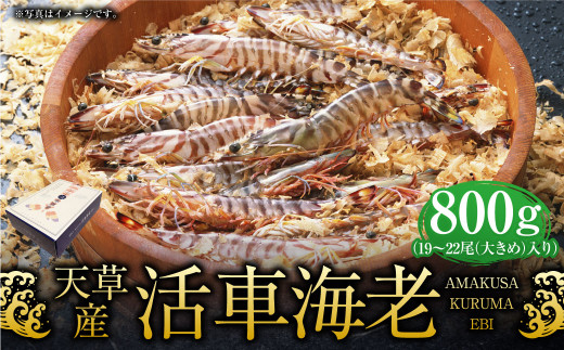 【配送指定日必須】天草産活車海老 800g 大(2L) 19〜22尾 活き車海老 車海老 車エビ 活き海老 活きエビ えび 海老 エビ 新鮮 魚介 【発送期間2025年11月25日から2026年3月31日】熊本県上天草市360