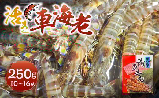 【指定日必須】活き車海老 250g (10〜16尾) 活き車海老 車海老 車エビ クルマエビ えび 海老 エビ 活き海老 活きたまま 熊本県 上天草市 【発送期間2025年12月1日から2026年2月28日】【12/31・1/1