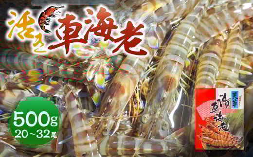 【指定日必須】活き車海老 500g (20〜32尾) 活き車海老 車海老 車エビ クルマエビ えび 海老 エビ 活き海老 活きたまま 熊本県 上天草市 【発送期間2025年12月1日から2026年2月28日】【12/31・1/1