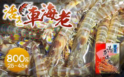【指定日必須】活き車海老 800g (25〜45尾) 活き車海老 車海老 車エビ クルマエビ えび 海老 エビ 活き海老 活きたまま 熊本県 上天草市 【発送期間2025年12月1日から2026年2月28日】【12/31・1/1