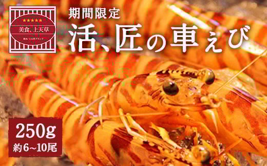 【配送日必須】【 上天草市 ブランド認証品  】活、匠の 車えび 約250g(約6〜10尾) 車海老 クルマエビ えび 海老 エビ 魚介 海鮮 常温【発送期間2025年11月1日から2026年3月31日】熊本県上天草