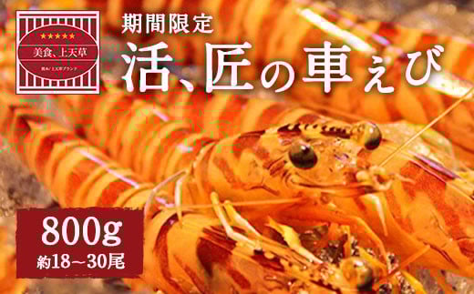 【配送日必須】【 上天草市 ブランド認証品 】活、匠の 車えび 約800g (約18〜30尾) 車海老 クルマエビ えび 海老 エビ 魚介 海鮮 常温 熊本県【発送期間2025年11月1日から2026年3月31日】熊本